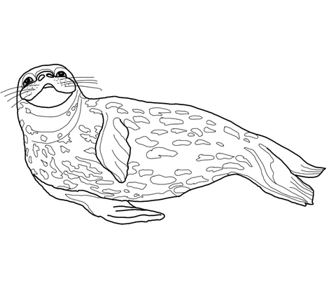 Weddell Seal Coloring Page